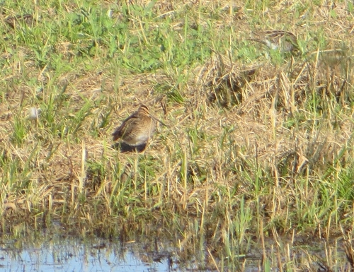 Common Snipe