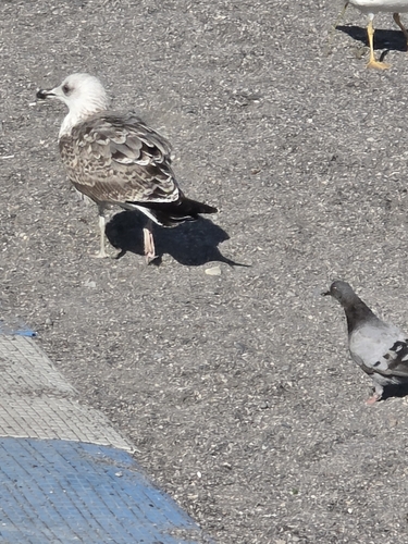 Yellow-legged Gull