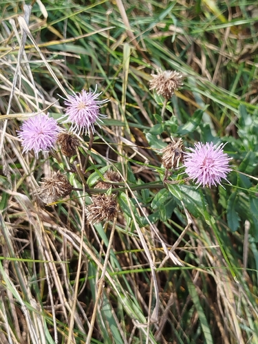 creeping thistle