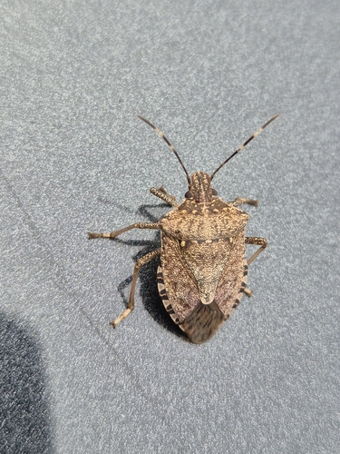 Brown Marmorated Stink Bug