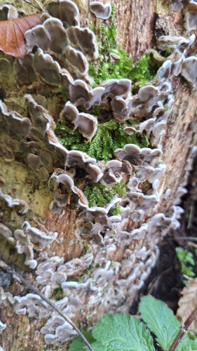 Tripe Fungus