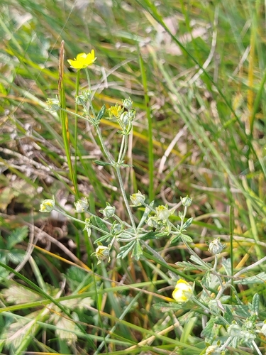 Silvery Cinquefoil