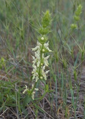 Stachys atherocalyx