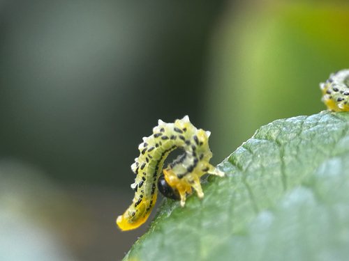Lesser Willow Sawfly