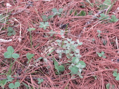 Stellaria vestita