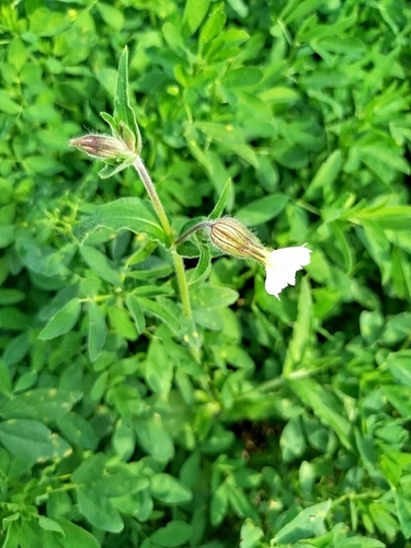 white campion