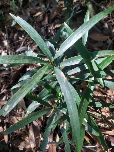 Podocarpus fasciculus (Podocarpus fasciculus)