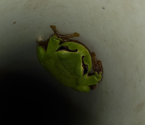 European Tree Frog
