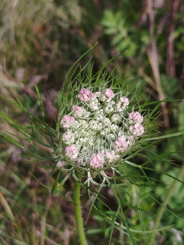 wild carrot