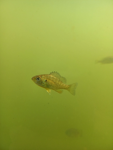 Pumpkinseed