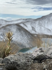 Cirsium nivale
