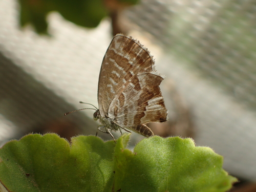 Geranium Bronze