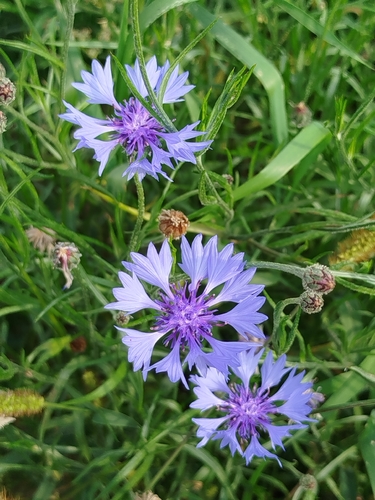 Cornflower