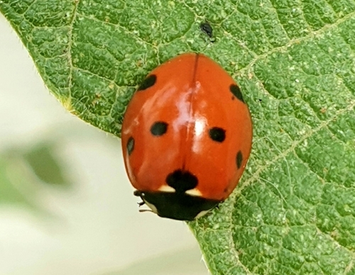 Seven-spotted Lady Beetle