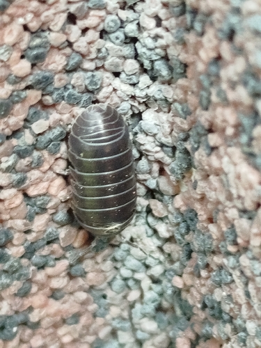 Common Pill Woodlouse