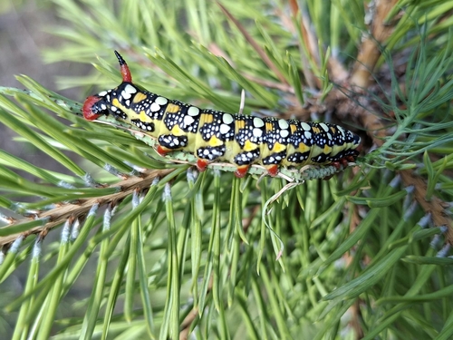 Leafy Spurge Hawkmoth