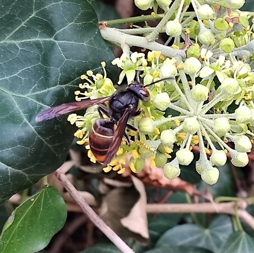 Vespa velutina nigrithorax