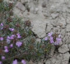 Thymus dzevanovskyi