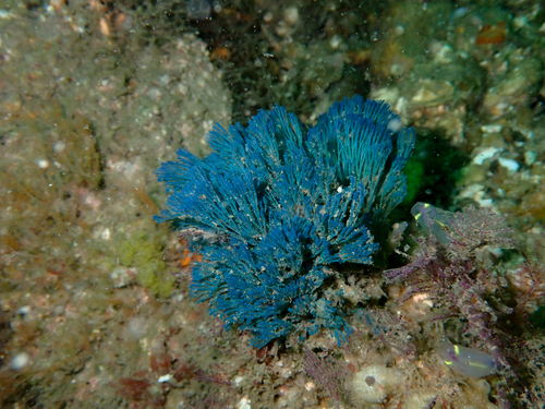 Virididentula dentata observed 2026-10-04