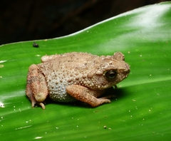 Ingerophrynus parvus