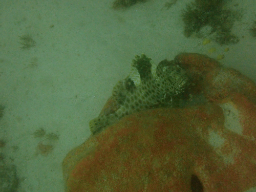 Epinephelus maculatus observed 2026-10-04