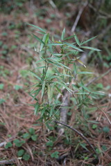 Yushania microphylla