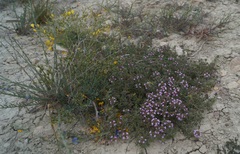 Thymus dzevanovskyi