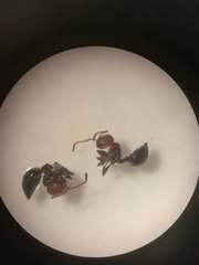 Crematogaster scutellaris
