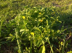 Potentilla chrysantha