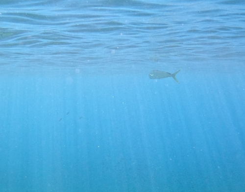 Coryphaena hippurus observed 2026-10-04