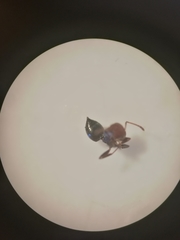 Crematogaster scutellaris