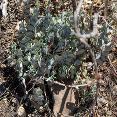 Senecio jacobsenii