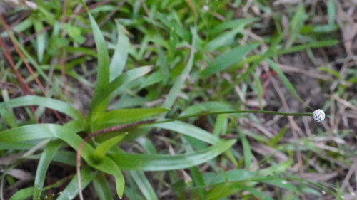 Eriocaulon sexangulare observed 2026-10-03