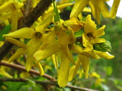 Forsythia suspensa