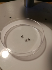 Crematogaster scutellaris