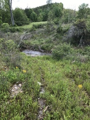 Xyris tennesseensis