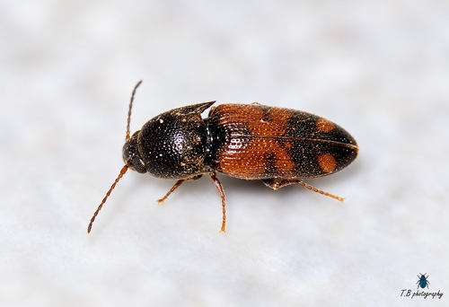 Drasterius bimaculatus