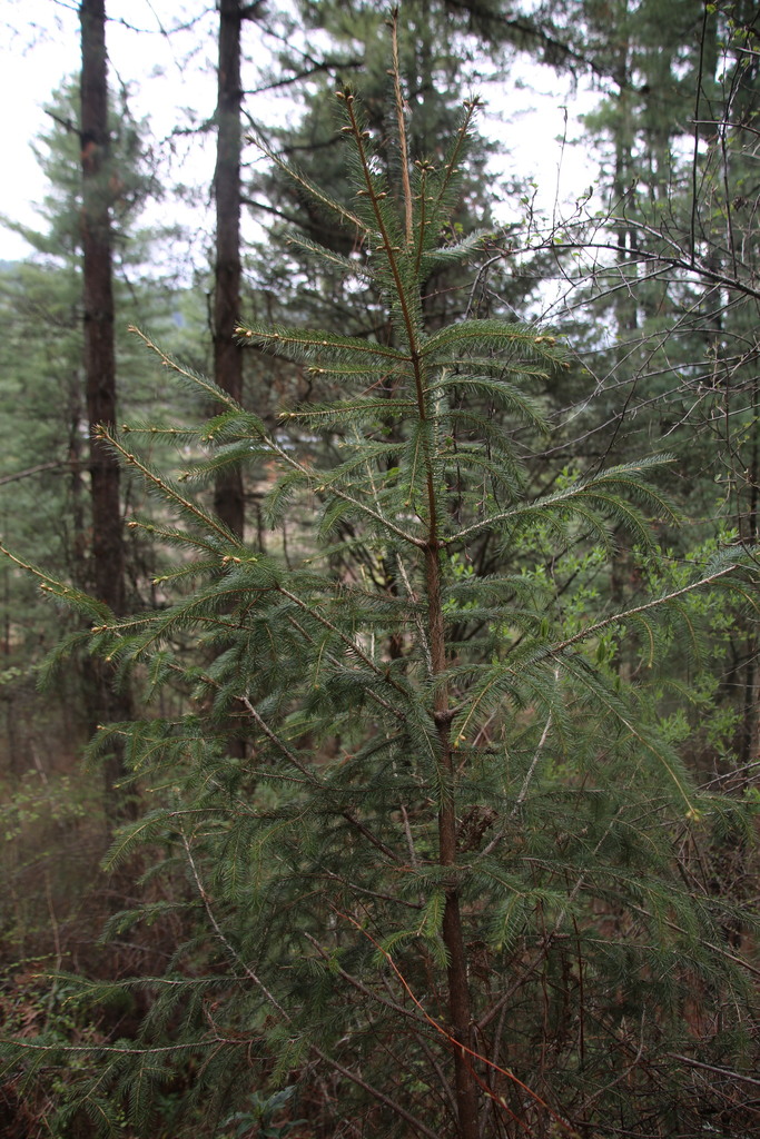 Sikkim spruce