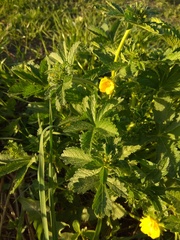 Potentilla chrysantha