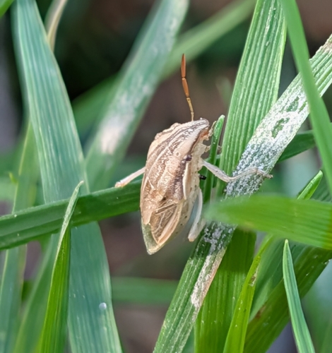 Bishop's Mitre Shield Bug