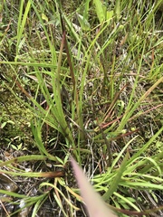 Xyris tennesseensis