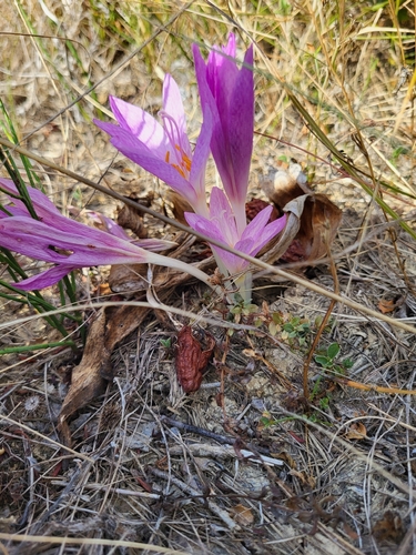 Portuguese colchicum
