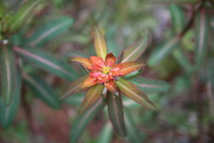 Euphorbia griffithii