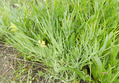 Perideridia gairdneri