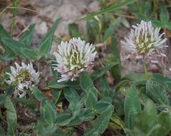 Trifolium ambiguum