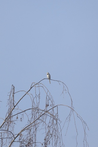 White Wagtail