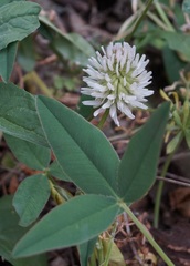 Trifolium ambiguum