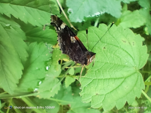 Red Admiral