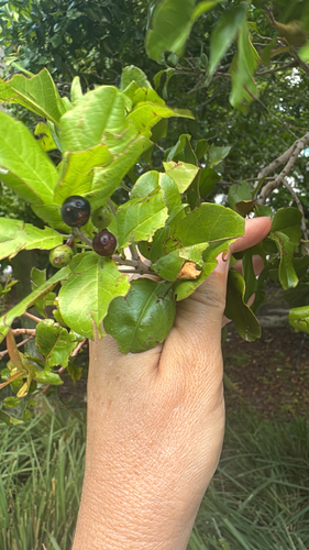 Black Ironwood