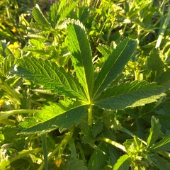Potentilla chrysantha